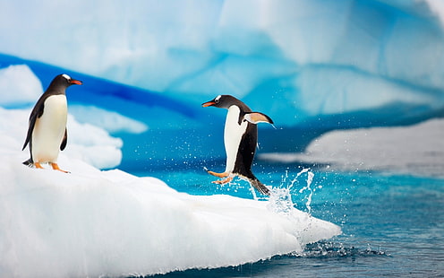 Mutlu, Antarktika penguenler, üstünde, buz, mutlu, Antarktika, penguen, buz, HD masaüstü duvar kağıdı HD wallpaper