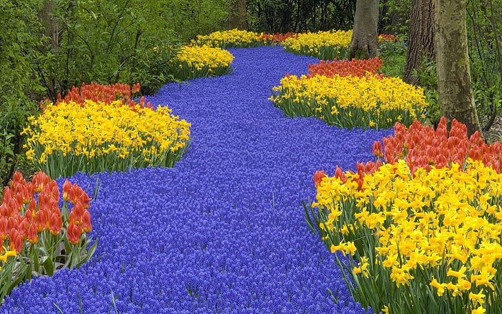 Jonquilles Tulipes Muscari Printemps Route Arbres Jardin Fleuri 9529, Fond d'écran HD