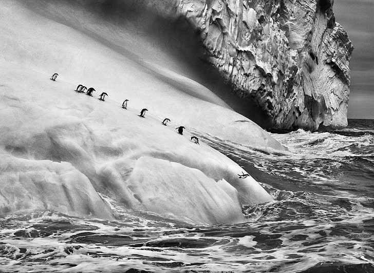 alam, pemandangan, hewan, es, penguin, gunung es, satu warna, Sebastiao Salgado, Antartika, laut, ombak, fotografi, melompat, Wallpaper HD