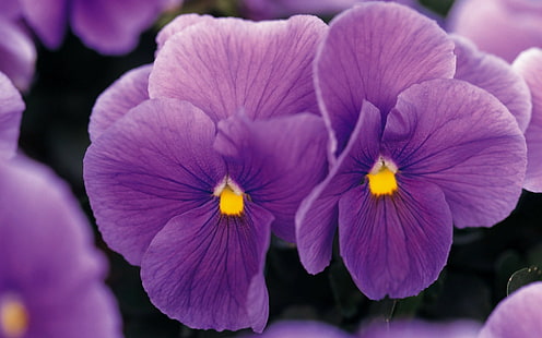 花、自然、紫色の花、パンジー、 HDデスクトップの壁紙 HD wallpaper