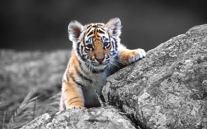 tiger cub, tiger, animals, baby animals, HD wallpaper
