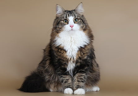gato tigrado marrom, gato, gato siberiano, Demi Moore SARIOLA, HD papel de parede HD wallpaper