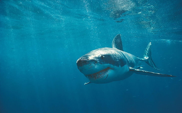 Fondo de pantalla de fotografía Ocean Shark-Animal, tiburón blanco y gris, Fondo de pantalla HD