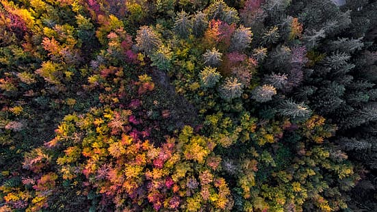 природа, деревья, лес, растения, осень, вид с воздуха, с высоты птичьего полета, дрон фото, Швейцария, HD обои HD wallpaper