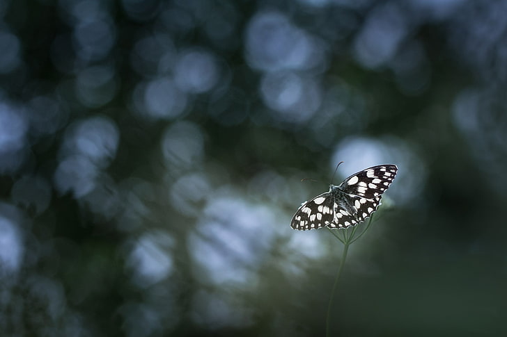 mariposa blanca y negra, fotografía, naturaleza, macro, mariposa, bokeh, Fondo de pantalla HD