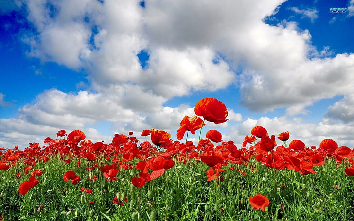 ~the Enchanted Poppy Fields~, spring, fields, nature, poppies, flowers, clouds, nature and landscapes, HD wallpaper