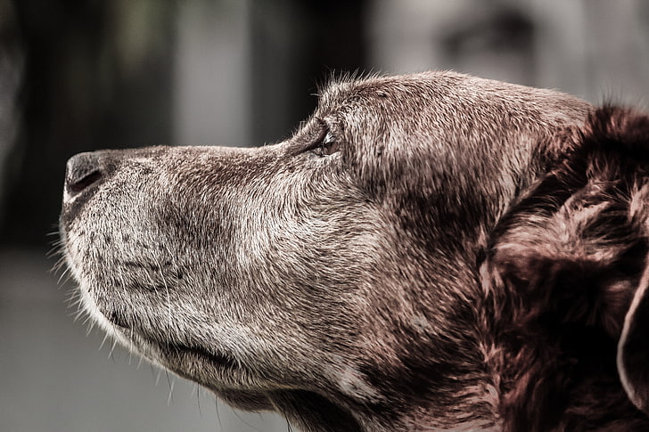short-coated brown dog, dog, muzzle, profile, HD wallpaper