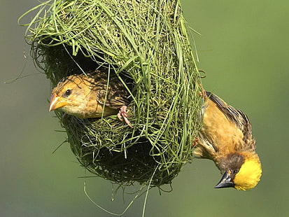 Birds Cool Nest Making Animals Ptaki HD Art, fajne, obraz, PTAKI, tworzenie gniazd, Tapety HD HD wallpaper