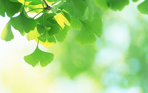 hoja verde, hojas, plantas, verde, fondo, desenfoque, Fondo de pantalla HD HD wallpaper
