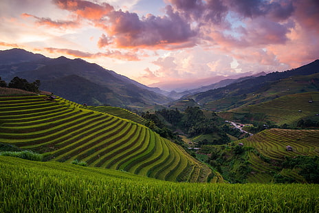 хълмове, поле, Азия, Виетнам, ориз, област Mu Cang Chai, HD тапет HD wallpaper