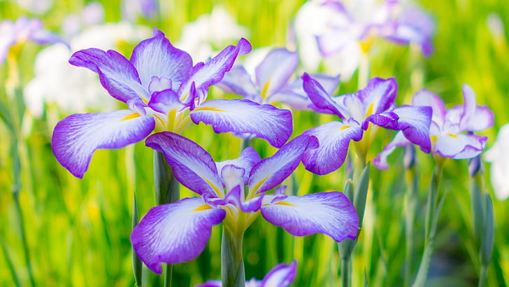 Iris, iris, vara, verde, morado, verano, flor, yoshikazu takada, piel, Fondo de pantalla HD