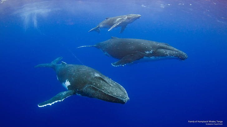 Famille de baleines à bosse, Tonga, Ocean Life, Fond d'écran HD