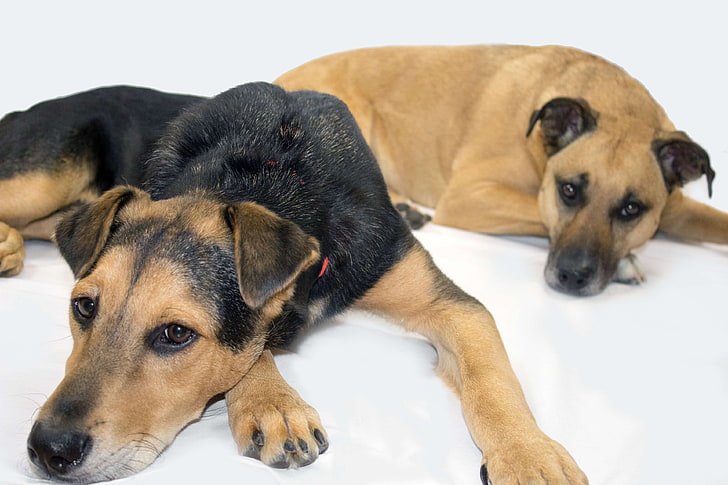schwarzer Maulkorb, Rettungshunde, Schäferhund, Dalai Nala, HD-Hintergrundbild