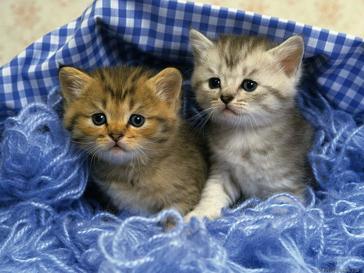 2つのかわいい子猫、子猫、かわいい、動物、動物、 HDデスクトップの壁紙