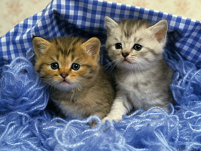 ลูกแมวน่ารักสองตัวลูกแมวน่ารักสัตว์สัตว์, วอลล์เปเปอร์ HD HD wallpaper