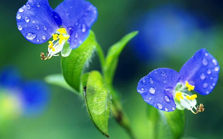 Two blue flowers, purple full bloom flowers, Two, Blue, Flower, HD wallpaper