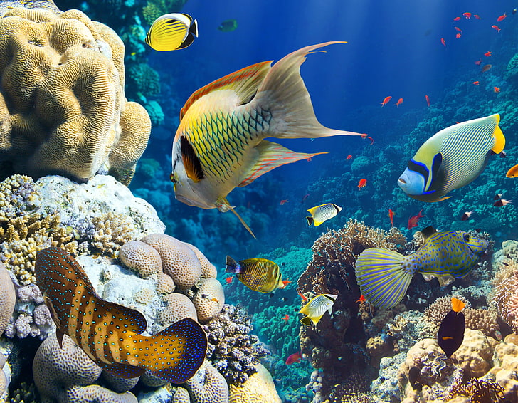 animais, peixe, coral, subaquático, HD papel de parede