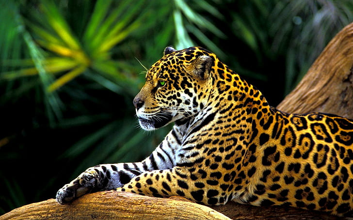 Jaguars HD wallpapers free download | Wallpaperbetter