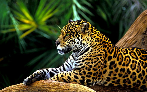 Amazon Jaguar, forêt tropicale, prédateur, détente, jaguar, animaux, Fond d'écran HD HD wallpaper