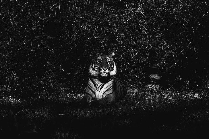 grayscale photo of tiger, tiger, predator, lying, bw, HD wallpaper