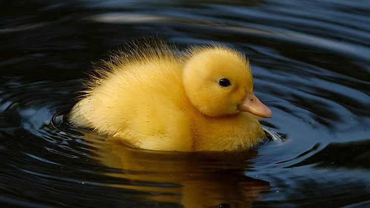 Сладко бебе патица-животно HD тапет, жълто патенце, HD тапет