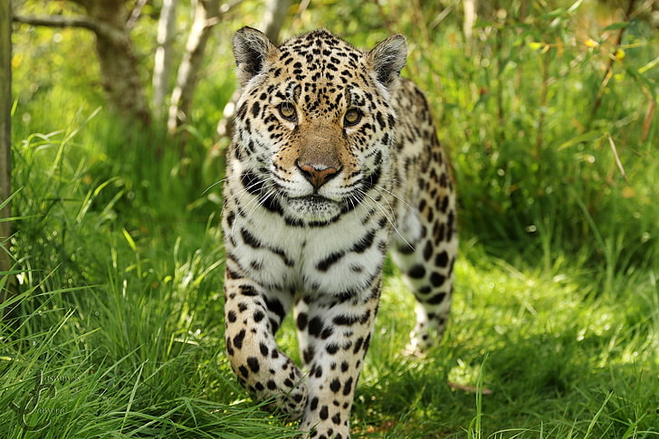 Jaguar, warna, cantik, liar, berbahaya, Wallpaper HD