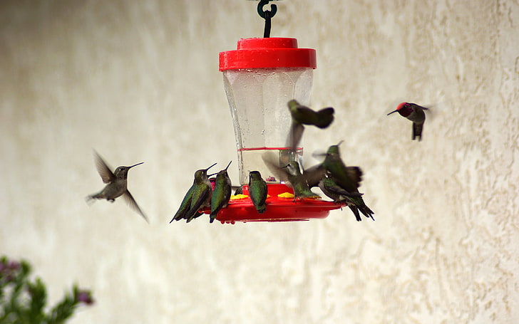 bandada de colibríes, pájaros, comederos, bebedores, colibríes, Fondo de pantalla HD