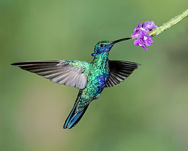 Макросъемка синего и зеленого колибри, сидящего на фиолетовом цветке, Макросъемка, синий, зеленый, колибри, пурпурный цветок, Сверкающий Violetear, в полете, Объектив, Исследуй, Исследовал, птица, переливающийся, зависание, живая природа, животное, перо, природа, клюв, полет, вольер, крылья распространения, крыло животного, разноцветные, наблюдение за птицами, певчая птица, HD обои HD wallpaper