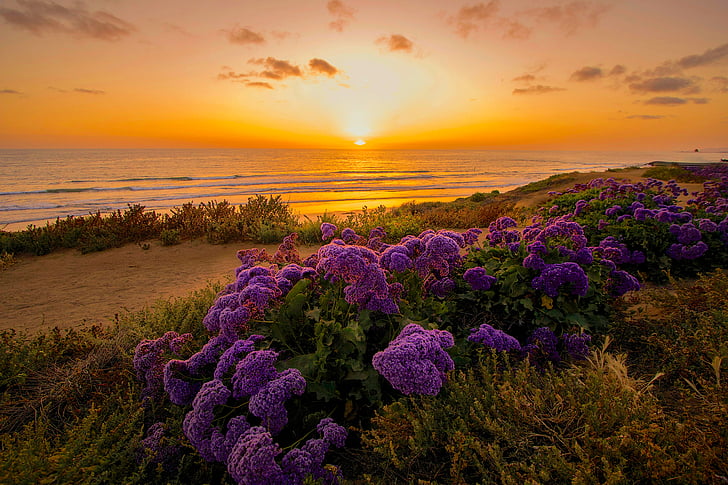 фиолетовые кластерные цветы рядом с береговой линией во время золотого часа, Тихий океан, пляж, HD, HD обои