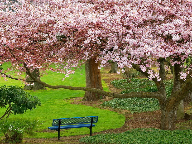 niebiesko-czarna metalowa ławka, ławka, wiśnia, ogród, wiosna, kwitnienie, trawnik, zieleń, Tapety HD