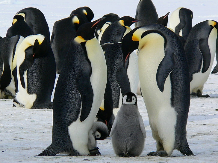 anima, antarctic, emperor, life, penguin, HD wallpaper