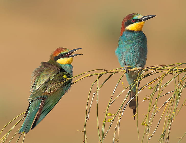 blue and brown bird on branch, merops apiaster, european bee-eater, merops apiaster, european bee-eater, bee-Eater, bird, wildlife, nature, animal, blue, multi Colored, animals In The Wild, HD wallpaper