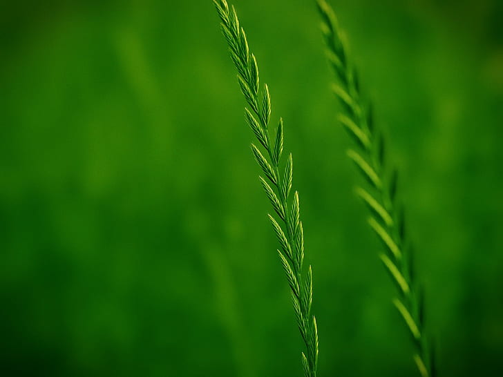 fotografi fokus dangkal rumput hijau, rumput, alam, pertumbuhan, tanaman, close-up, Warna hijau, daun, makro, kesegaran, musim panas, Wallpaper HD