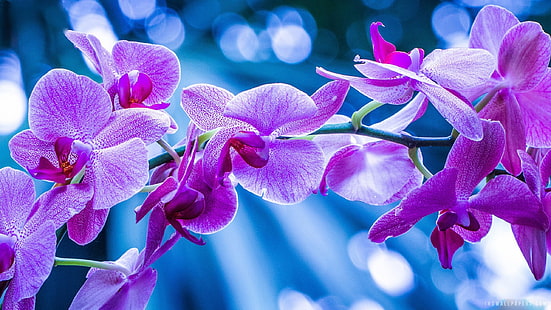 Фиолетовые цветы орхидеи картинка Hd Обои 2560 × 1440, HD обои HD wallpaper