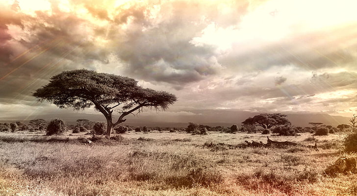 Африка, кустарник, формирование облаков, облака, облачно, праздник, пейзаж, тоска, национальный парк, природа, на открытом в…, сафари, саванна, небо, цвета неба, дерево, широкий, пустыня, HD обои