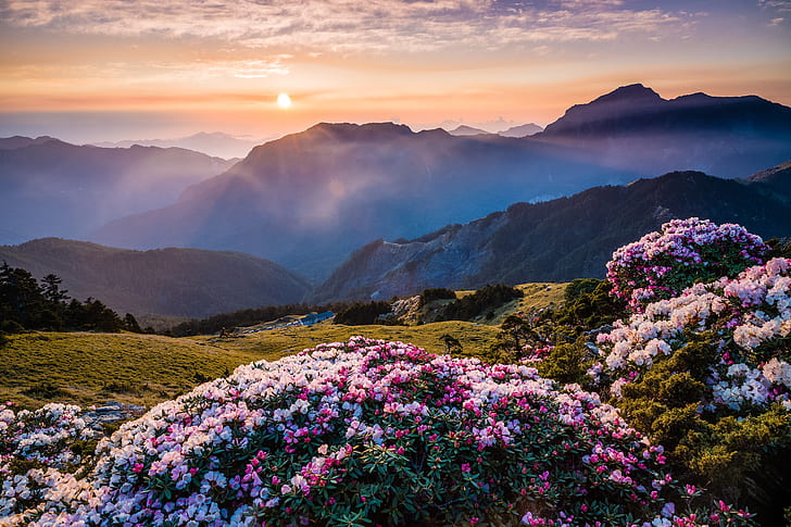 the sun, clouds, flowers, mountains, nature, fog, dawn, hills, the slopes, beauty, spring, morning, Asia, haze, flowering, the bushes, colorful, Azalea, rhododendrons, HD wallpaper