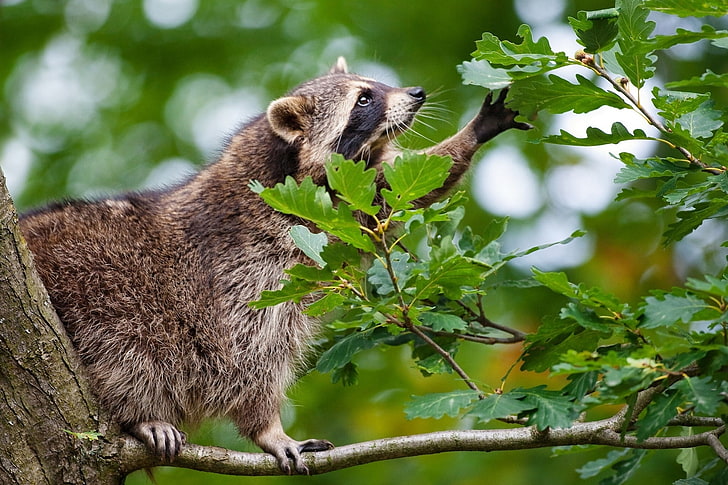 brown raccoon, raccoon, branch, climbing, leaves, HD wallpaper