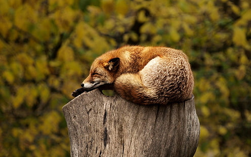 sleeping, fox, resting, red, relaxing, wild, animal, HD wallpaper HD wallpaper