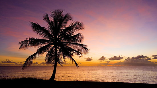 Природа, пальмы, пляж, море, небо, закат, силуэт, Природа, пальмы, дерево, пляж, море, небо, закат, силуэт, HD обои HD wallpaper