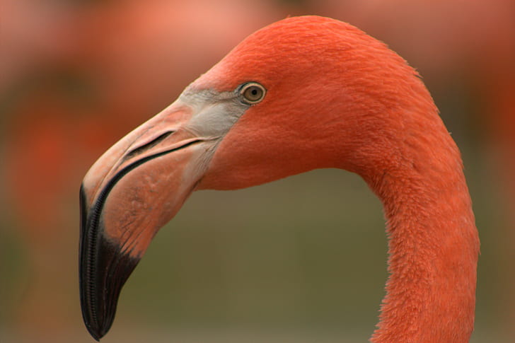 pembe flamingo, flamingo, sığ odak, fotoğrafçılık, pembe flamingo, ABD, Columbus Hayvanat Bahçesi, Hayvanlar, kuşlar, genel, kuş, flamingo, yaban hayatı, doğa, hayvan, gaga, kırmızı, geçiş yumuşatma, hayvanlar sığ odak fotoğrafçılık, pembe renk, HD masaüstü duvar kağıdı