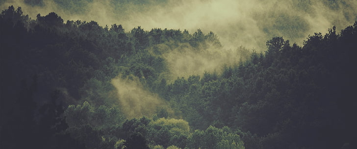 зелено листно дърво, гора, мъгла, природа, HD тапет