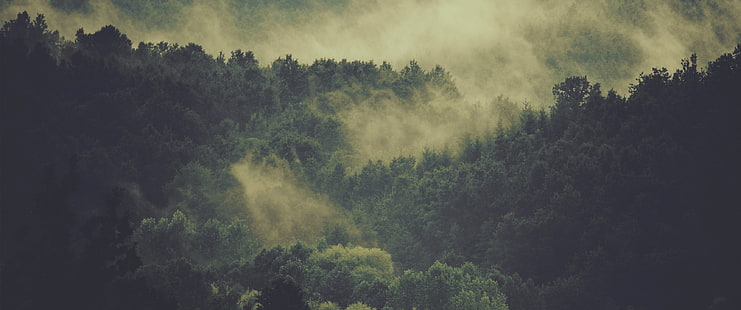 pohon daun hijau, hutan, kabut, alam, Wallpaper HD HD wallpaper