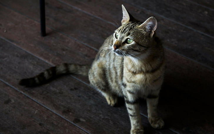 สัตว์แมวตาสีเขียว, วอลล์เปเปอร์ HD