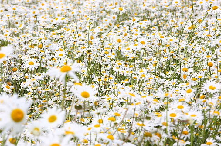 white-and-yellow daisy flowers, daisies, flowers, field, many, summer, HD wallpaper