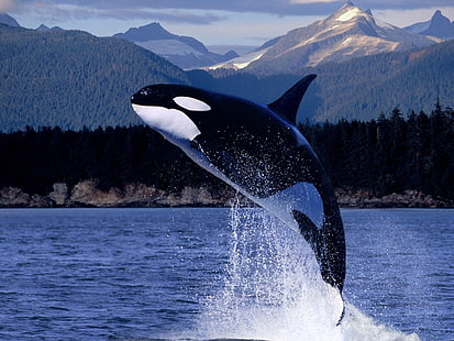 Paus Orca, lumba-lumba, laut, percikan, lompat, Wallpaper HD HD wallpaper