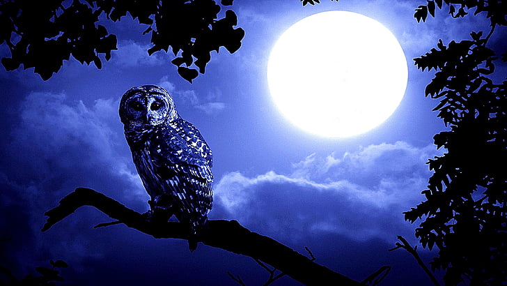 noc, sowa, pełnia księżyca, drzewo, Tapety HD