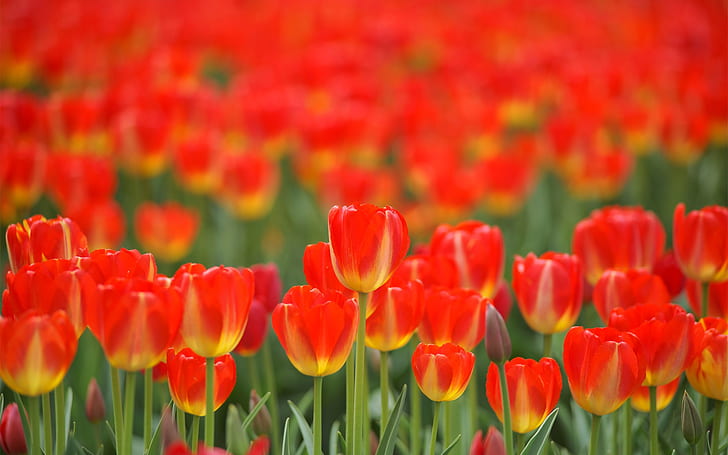 Red flowers, tulips, spring, Red, Flowers, Tulips, Spring, HD wallpaper