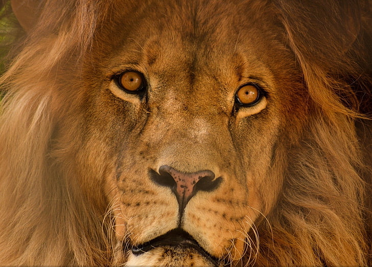 лев, большие кошки, портрет, животные, природа, HD обои