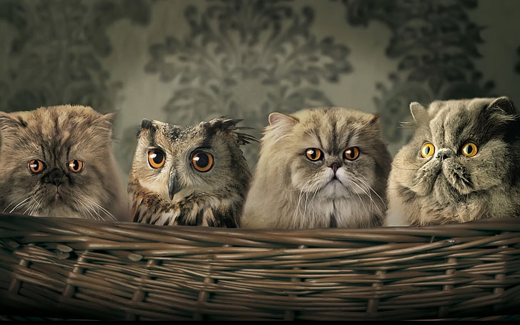 three gray cats and one owl, animals, cat, owl, baskets, hiding, camouflage, yellow eyes, HD wallpaper