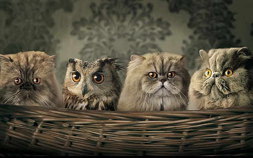 trzy szare koty i jedna sowa, zwierzęta, kot, sowa, kosze, chowanie się, kamuflaż, żółte oczy, Tapety HD HD wallpaper
